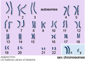 PDF Chromosome Abnormalities and Genetic Counselling