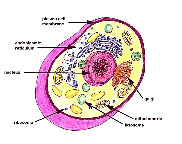 function-of-nucleus-structure-diagram-definition