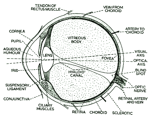 Human Eye - FPS, Parts, Function, Diagram, Anatomy