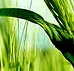 Benefits of Barley, Nutrition