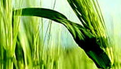 Benefits of Barley, Nutrition